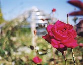 ����Ȓ�~�����H