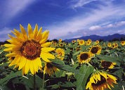 ���̎��A�B�����H