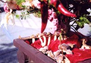 �L�m�R�������Ă܂�